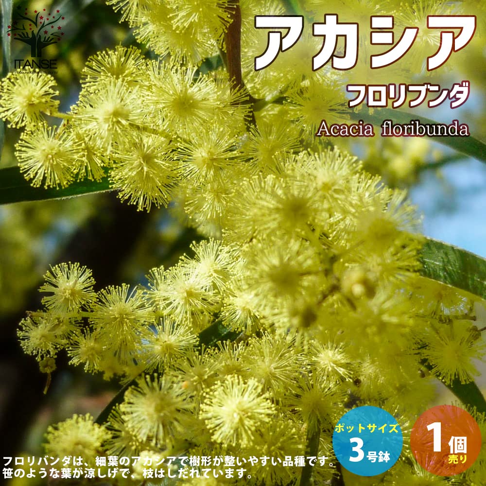 美形。アカシアフロリバンダ1.9M(鉢底から)品番C ミモザ 美形。アカシアフロリバンダ1.9M(鉢底から)品番C ミモザ